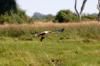 African Fish Eagle :: Schreiseeadler