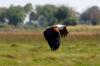 African Fish Eagle :: Schreiseeadler