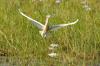 Squacco Heron :: Rallenreiher