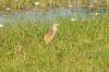 Squacco Heron :: Rallenreiher