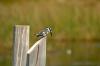 Pied Kingfisher :: Graufischer