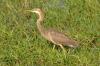 Purple Heron :: Purpurreiher