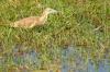 Squacco Heron :: Rallenreiher