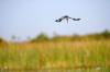 Pied Kingfisher :: Graufischer