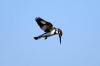 Pied Kingfisher :: Graufischer