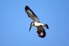 Pied Kingfisher :: Graufischer