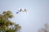 Great Egret :: Silberreiher