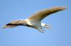 Great Egret :: Silberreiher