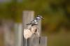 Pied Kingfisher :: Graufischer