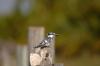 Pied Kingfisher :: Graufischer