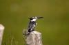 Pied Kingfisher :: Graufischer