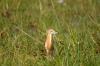 Squacco Heron :: Rallenreiher