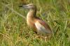 Squacco Heron :: Rallenreiher