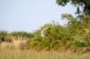 Squacco Heron :: Rallenreiher