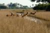 Red Lechwe :: Moorantilope