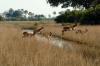 Red Lechwe :: Moorantilope