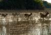 Red Lechwe :: Moorantilope