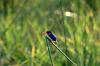 Malachite Kingfisher :: Malachiteisvogel oder Haubenzwergfischer