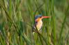 Malachite Kingfisher :: Malachiteisvogel oder Haubenzwergfischer