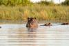 Hippopotamus :: Flusspferd