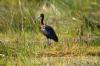 Hadeda Ibis :: Hadegasch-Ibis