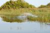 Red Lechwe :: Moorantilope