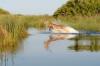 Red Lechwe :: Moorantilope