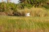 Great Egret :: Silberreiher