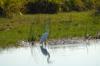 Great Egret :: Silberreiher