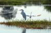 Great Egret :: Silberreiher