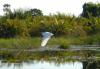 Great Egret :: Silberreiher