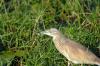 Squacco Heron :: Rallenreiher