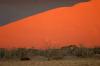 Red dunes :: Sanddnen von Sossusvlei