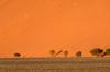 Red dunes :: Sanddnen von Sossusvlei