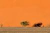 Red dunes :: Sanddnen von Sossusvlei