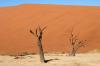 Red dunes :: Sanddnen von Sossusvlei