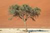 Red dunes :: Sanddnen von Sossusvlei