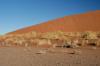 Red dunes :: Sanddnen von Sossusvlei