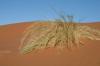 Red dunes :: Sanddnen von Sossusvlei