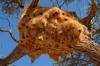 Sociable Weaver Nest :: Siedelwebernest