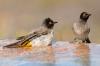Red-eyed Bulbul :: Maskenblbl