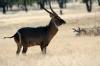 Waterbuck :: Wasserbock