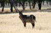 Waterbuck :: Wasserbock