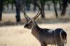 Waterbuck :: Wasserbock