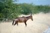 Red Hartebeest :: Kuhantilope