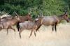 Red Hartebeest :: Kuhantilope