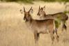 Waterbuck :: Wasserbock