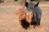 White Rhino or White Rhinoceros :: Breitmaulnashorn