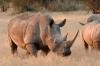 White Rhino or White Rhinoceros :: Breitmaulnashorn