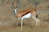 Springbok :: Springbock